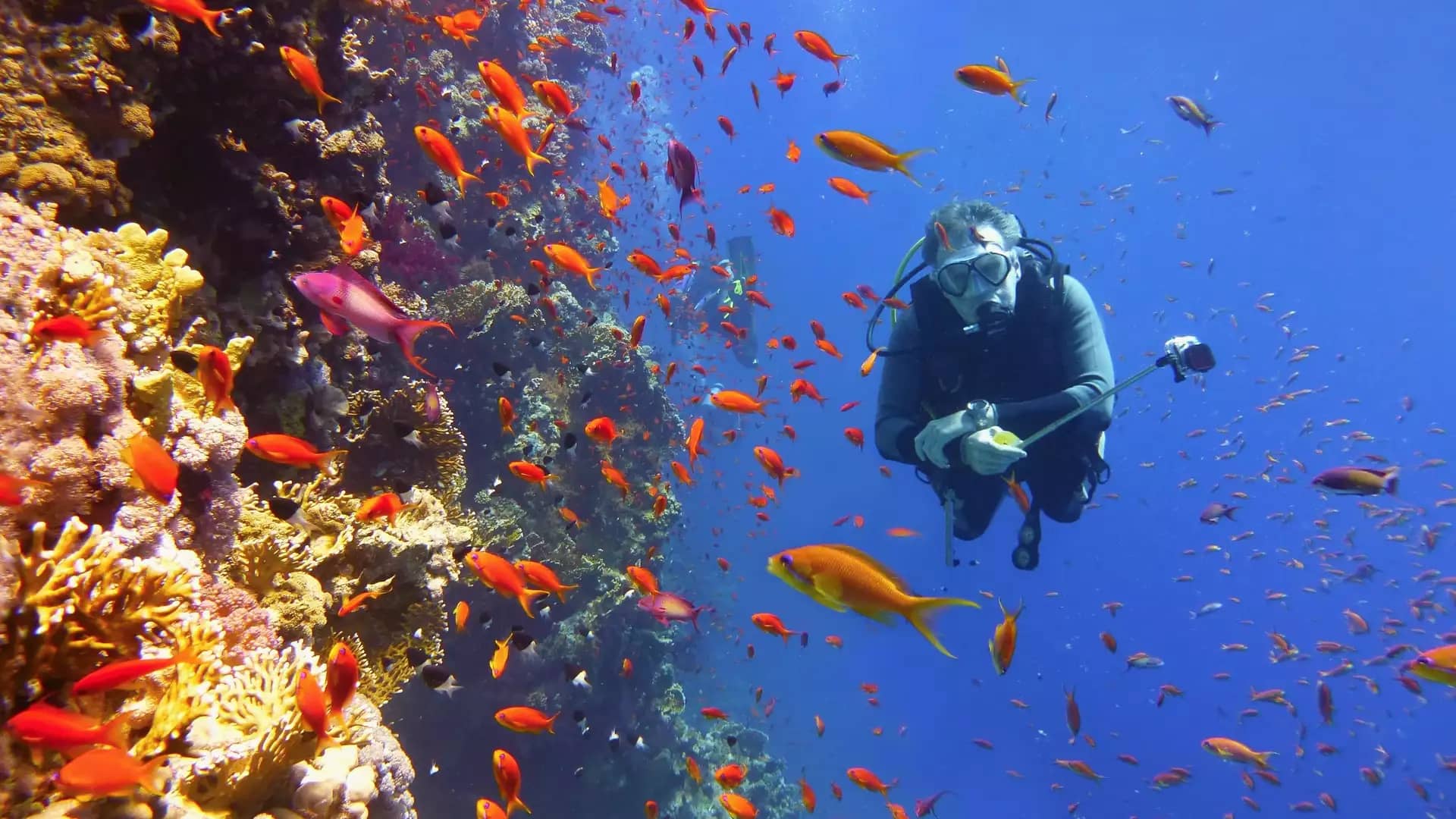 Great barrier reef - scuba diver.jpg
