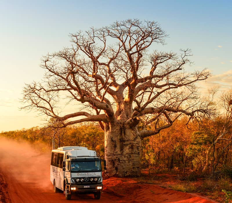 : An Outback Spirit 4WD safari coach kicks up red dust as it passes a massive, ancient boab tree along the Gibb River Road. These custom-built vehicles are designed to provide comfort while navigating the rugged and remote terrain of Western Australia's K