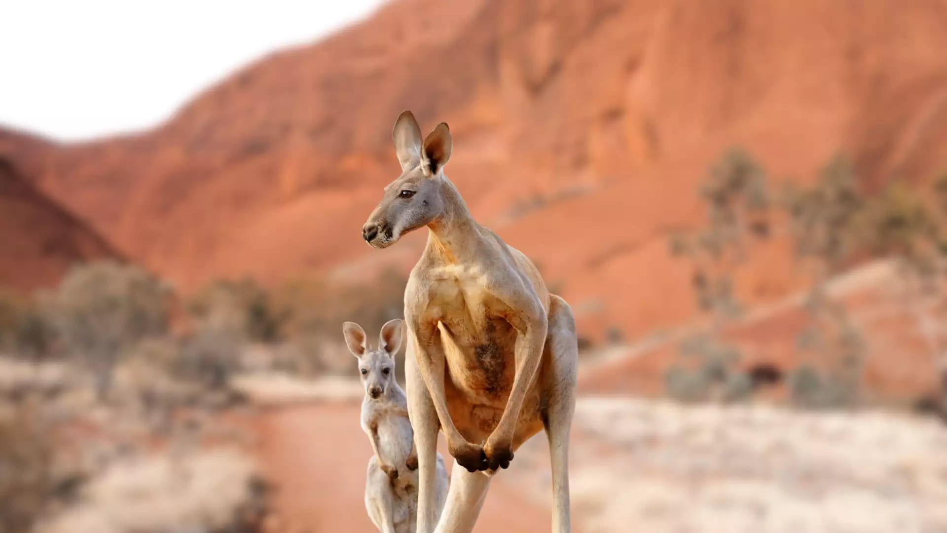 Kangaroo jumping, Western Australia Kangaroo, Kangaroo standing up in grasslands in the Australian Outback_shutterstock_2396866385.jpg