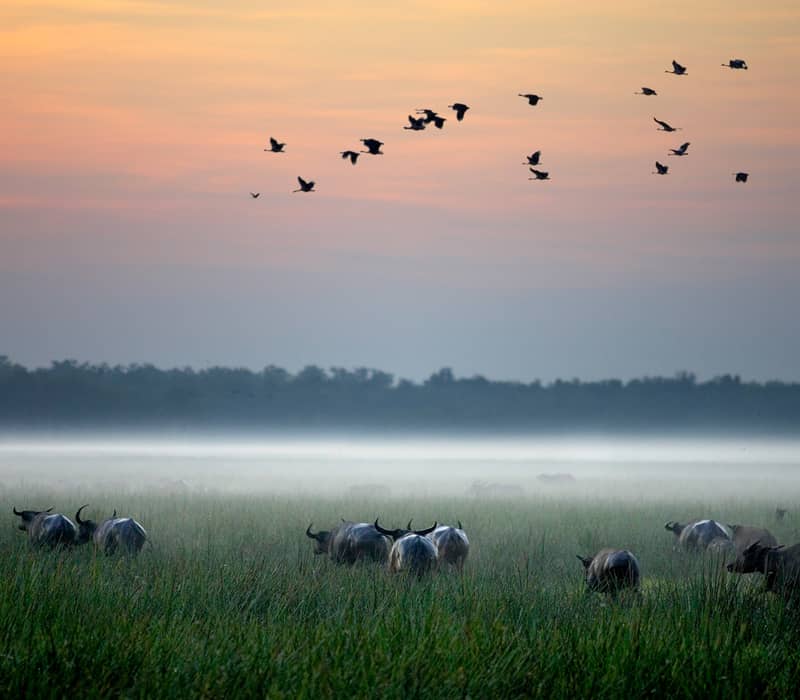 A wide, atmospheric shot of a vast wetland at dawn under a soft pink and orange sky. A thick layer of white mist clings to the horizon behind a herd of dark water buffalo standing in tall green grass. Above them, a large flock of small birds is captured mid-flight, scattered across the top half of the frame.