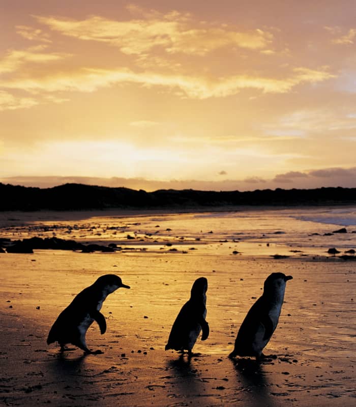 Phillip Island Nature Park Penguins 104554-56.jpg