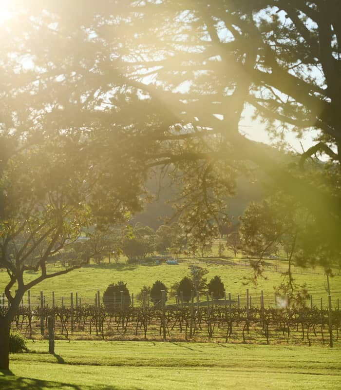 Green vineyard in Berry Shoalhaven NSW