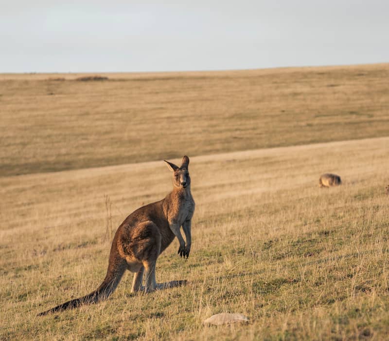 A Forester kangaroo standing in an open grassy field at Maria Island National Park, Tasmania.