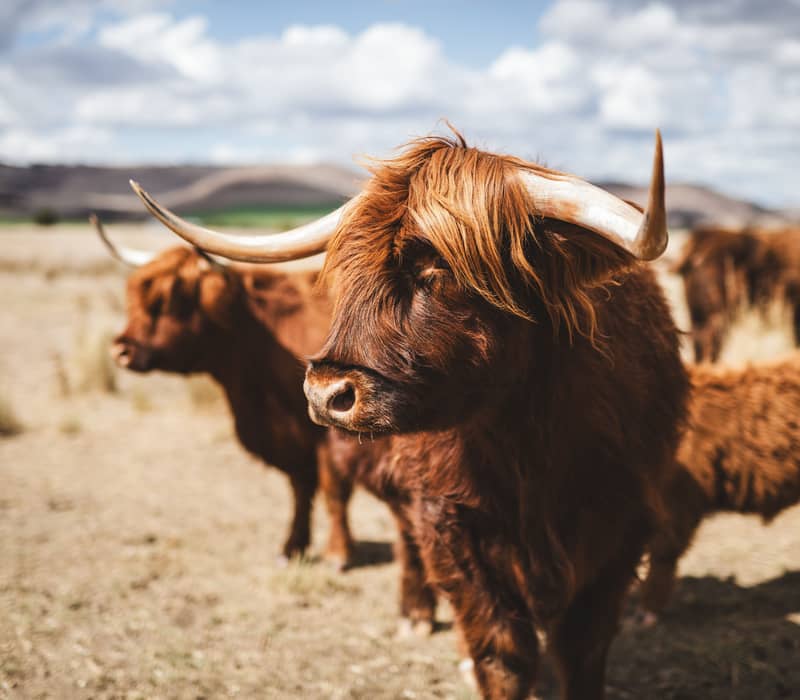 Iconic long-haired Highland Cattle graze in the paddocks of Curringa Farm, a premier farm-stay and agricultural experience in Hamilton. This award-winning property offers guests an authentic look at life on a working 750-acre sheep farm in the Central Hig