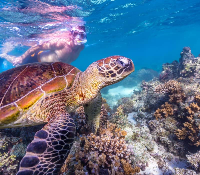 Snorkeler swimming underwater near a sea turtle over colorful coral reef