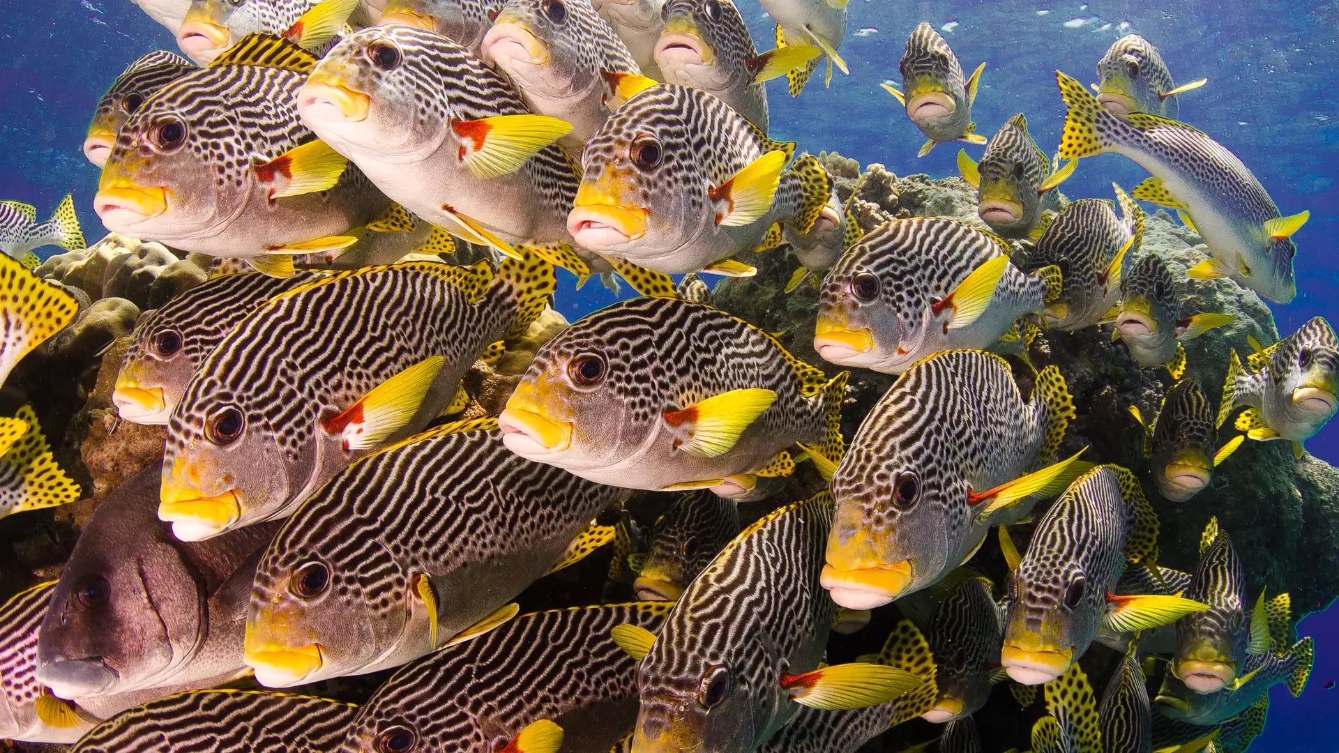 great barrier reef fish_265177598.jpg