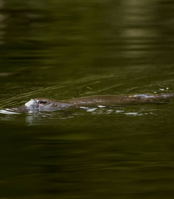 platypus-148364-56.jpg