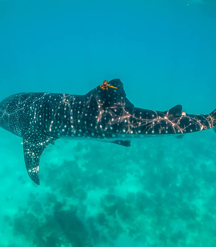 whaleshark-ningaloo-reef_1677778804.jpg